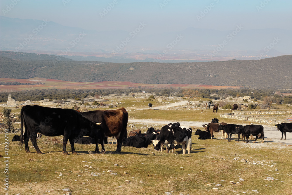 Herd of cows on field grazing