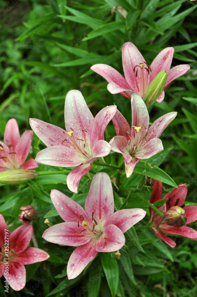 Obraz premium pink lilies
