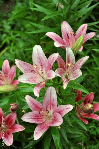 pink lilies