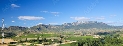Vineyards in Haro, La Rioja, Spain