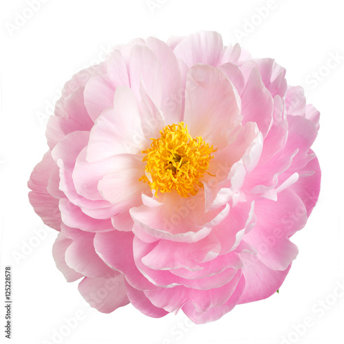 Pink peony flower with yellow stamens, isolated on white background