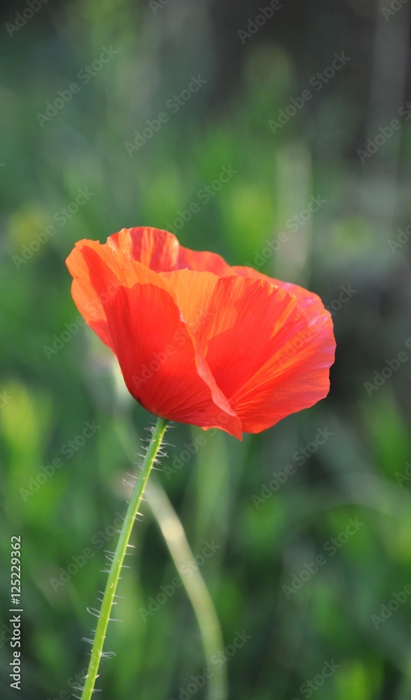 Obraz premium poppy flowers