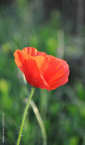 poppy flowers