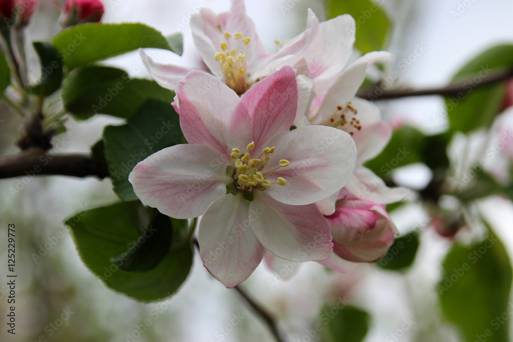 Obraz premium Blooming apple trees in the garden in spring. It's a nasty day.