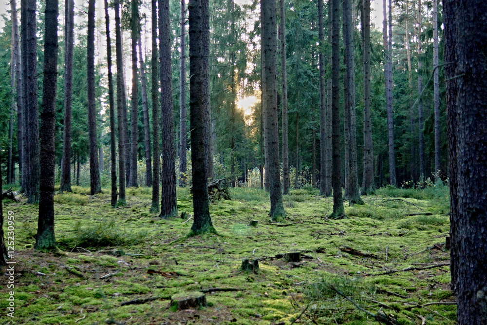 Obraz premium South Bohemian forest-1