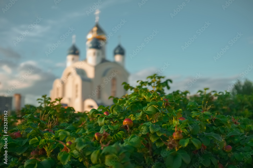 Soft focus photo of briar bush with blurred orthodox church on b