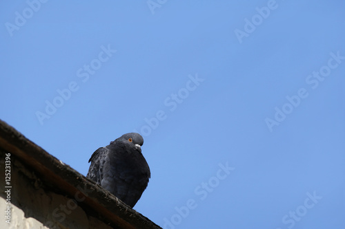 Lonesome dove on the roof © chermit