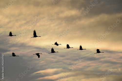 Sandhill Cranes in Flight in Front of Iridescent Clouds