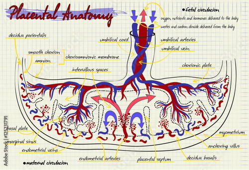diagram of the structure of human placenta