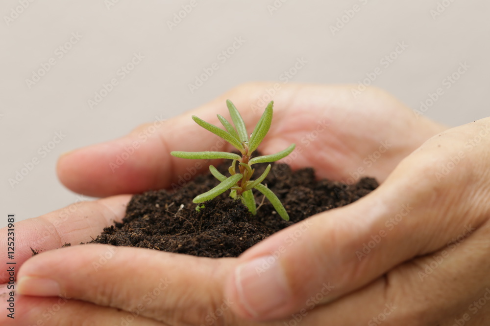 Fototapeta premium hand holding soil and small plant 