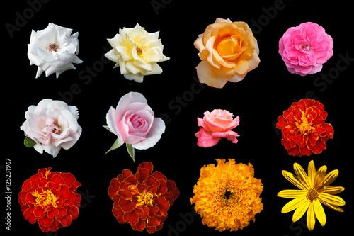 Multicolored isolated beautiful flowers on a black background