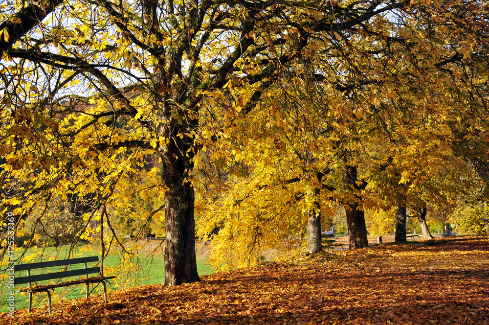 autumn Golden