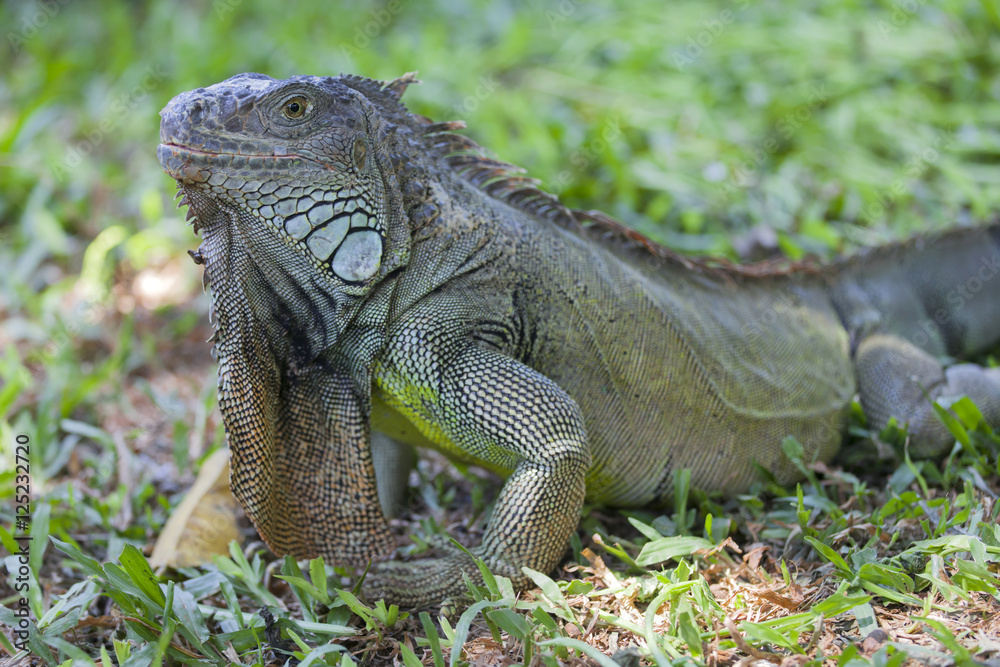 Obraz premium Large iguana in Bali, Indonesia