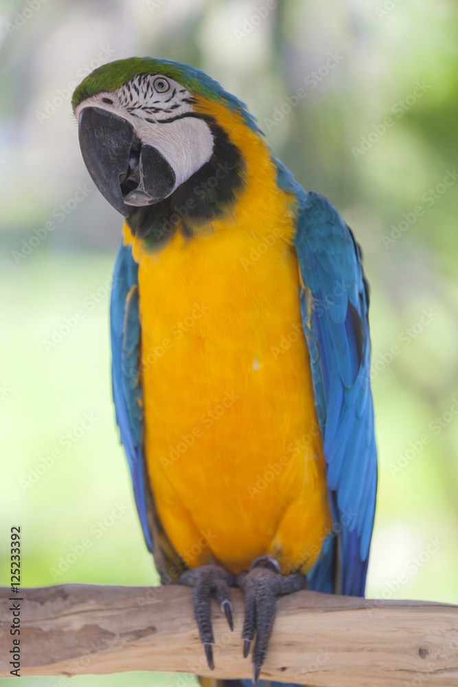 Blue-yellow parrot at Bali Birds Park, Indonesia