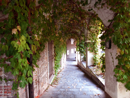 Gallery with ivy on the ceiling in Italy