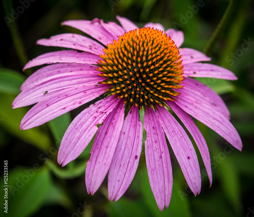 Purple Cone Flower