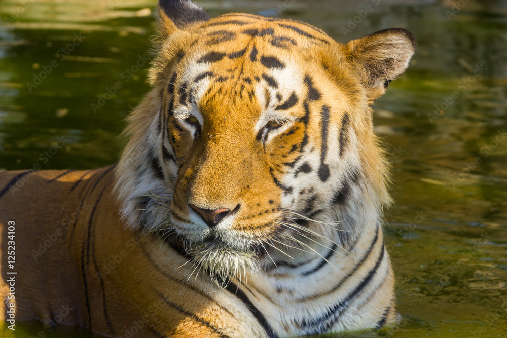 Obraz premium Tiger resting in a national park in India. These national treasures are now being protected, but due to urban growth they will never be able to roam India as they used to. 