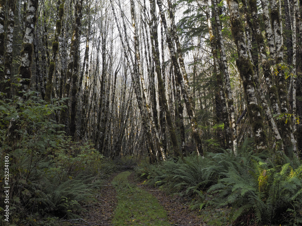Abandoned Logging Road