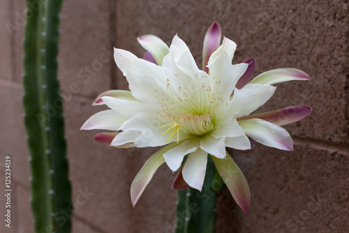 Arizona most popular garden cactus without thorns blooming in the night and early morning hours; close up photo