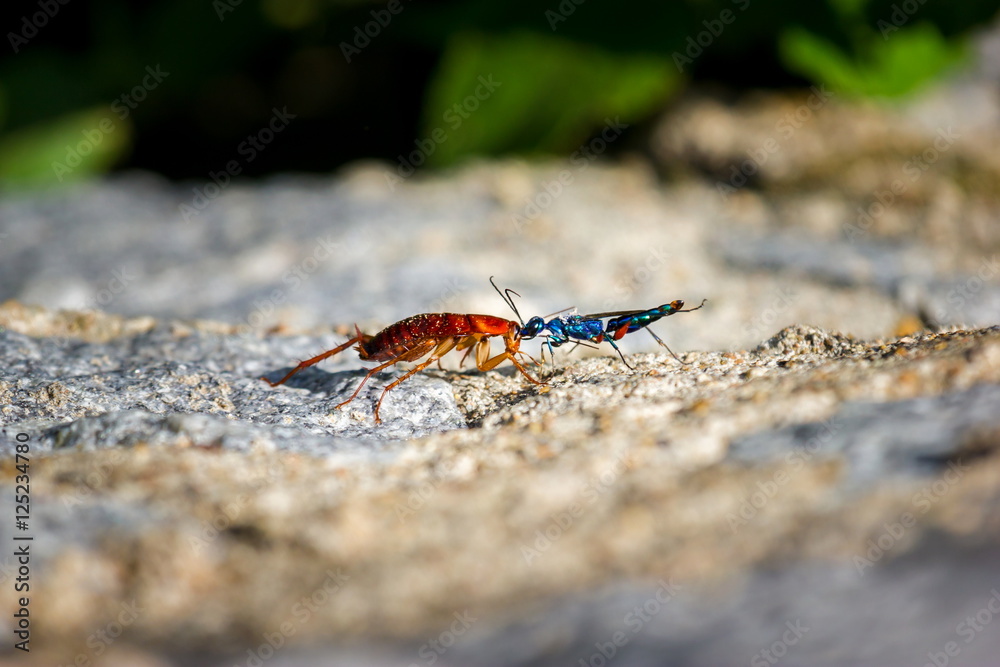 The emerald cockroach wasp or jewel wasp is a solitary wasp. It is known for its unusual reproductive behavior, which involves stinging a cockroach and using it as a host for its larvae as shown here. The emerald cockroach wasp or jewel wasp is a solitary wasp. It is known for its unusual reproductive behavior, which involves stinging a cockroach and using it as a host for its larvae as shown here.