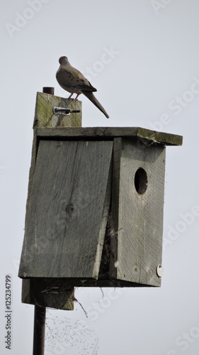 small bird perched on a wooden bird feeder isolated against a mid day sky