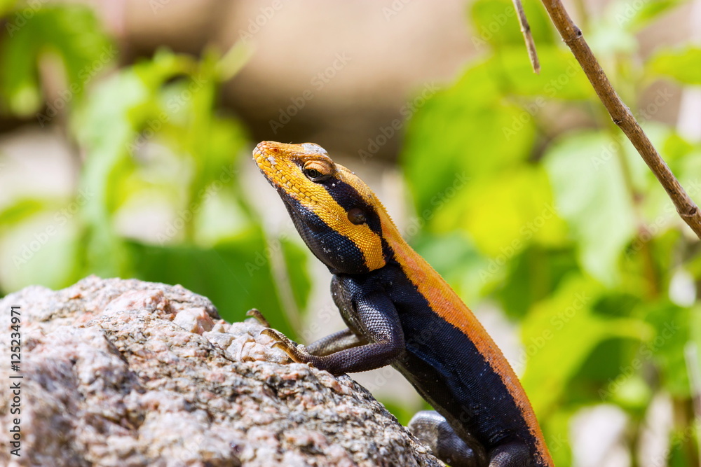 Lizard Cheeks The Peninsular rock agama or South Indian rock agama. This species of ...