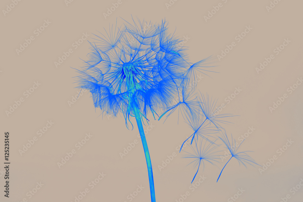 Obraz premium dandelion and its flying seeds in a bright color inversion