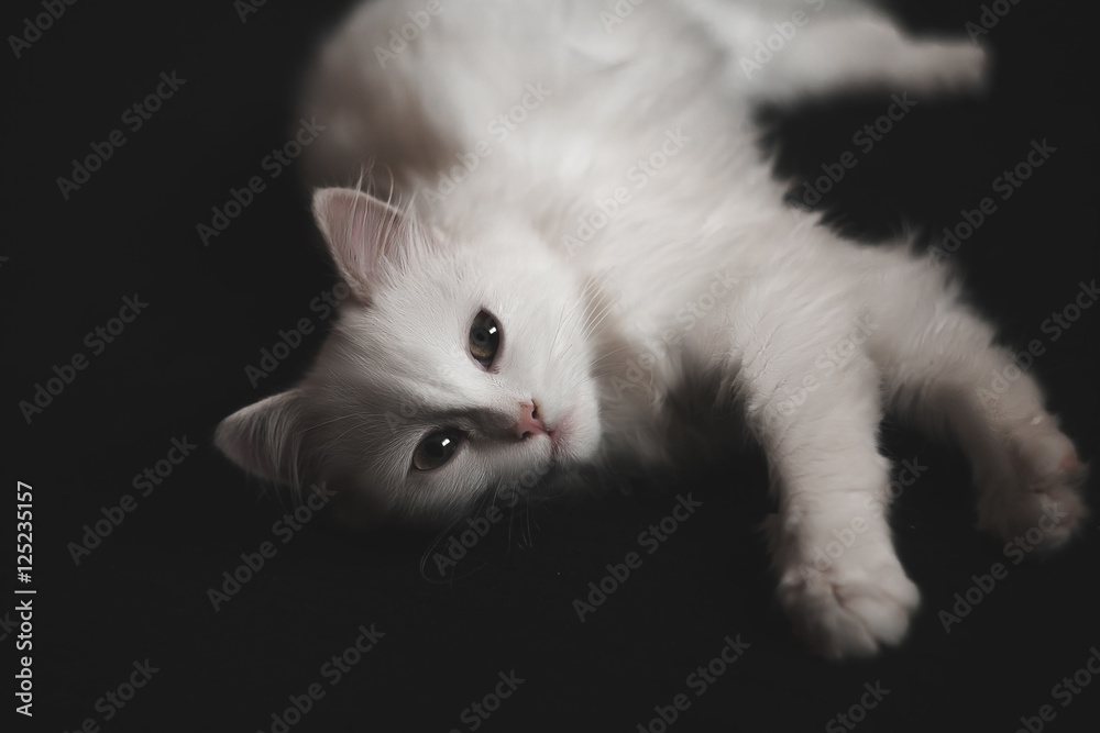 White cat lying on a black background. Isolated