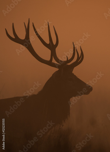 Red Deer  Deer  Cervus elaphus - Rut time.