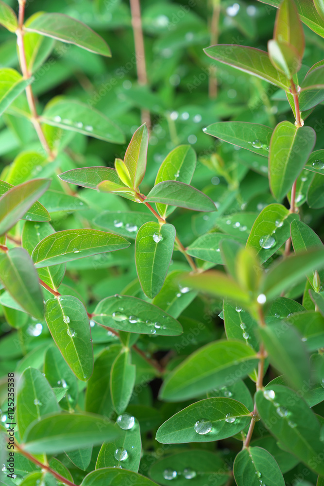 Fresh green of the water droplets Fresh green of the water droplets