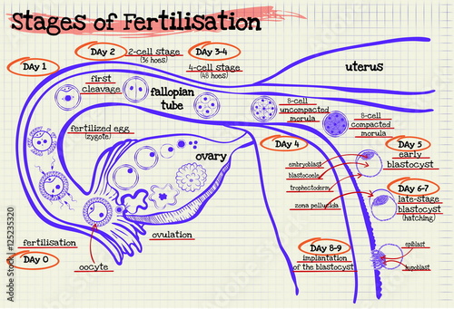 stage human fertilization diagram
