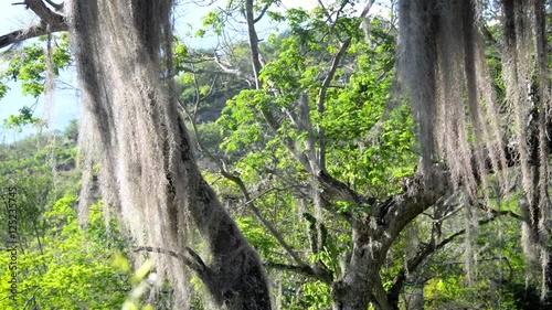 Spanish Moss blowing in the wind on a tree near Barichara, Colombia photo