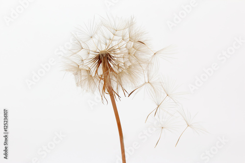 dandelion and its flying seeds on a white background © photosaint