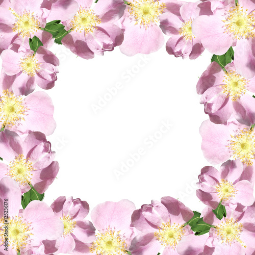 Beautiful floral pattern of pink dogrose 