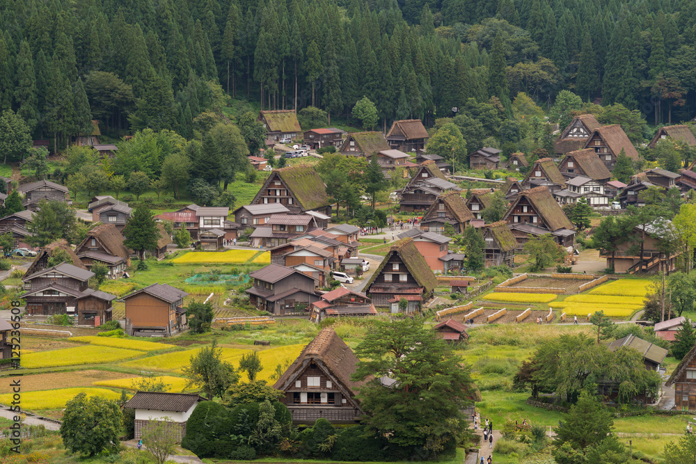 Obraz premium Shirakawago, Japan - September 23, 2016: Aerial view on a section of Shirakawago. Surrounded by rice paddies in different stages of riping and harvesting.