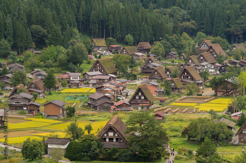 Shirakawago, Japan - September 23, 2016: Aerial view on a section of Shirakawago. Surrounded by rice paddies in different stages of riping and harvesting.