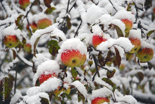 Delicious winter ripe apples grow on the tree and decorate the snowy garden. The beauty of the Northern nature