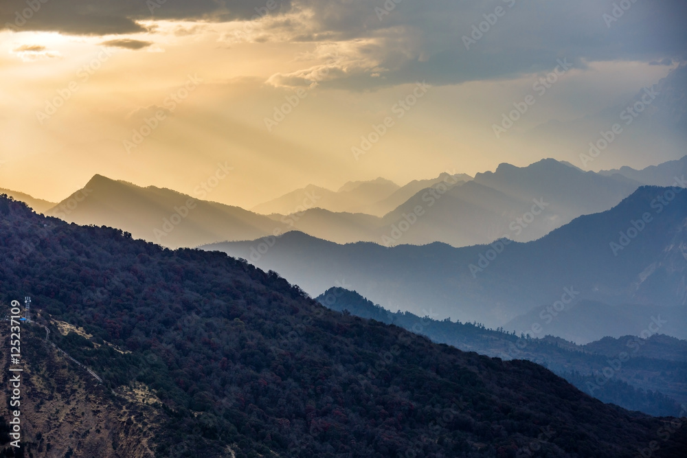 Fototapeta premium Beautiful rhododendron forest in the sunset