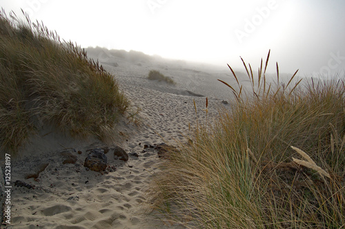 Oregon coast dunes with brush in foreground