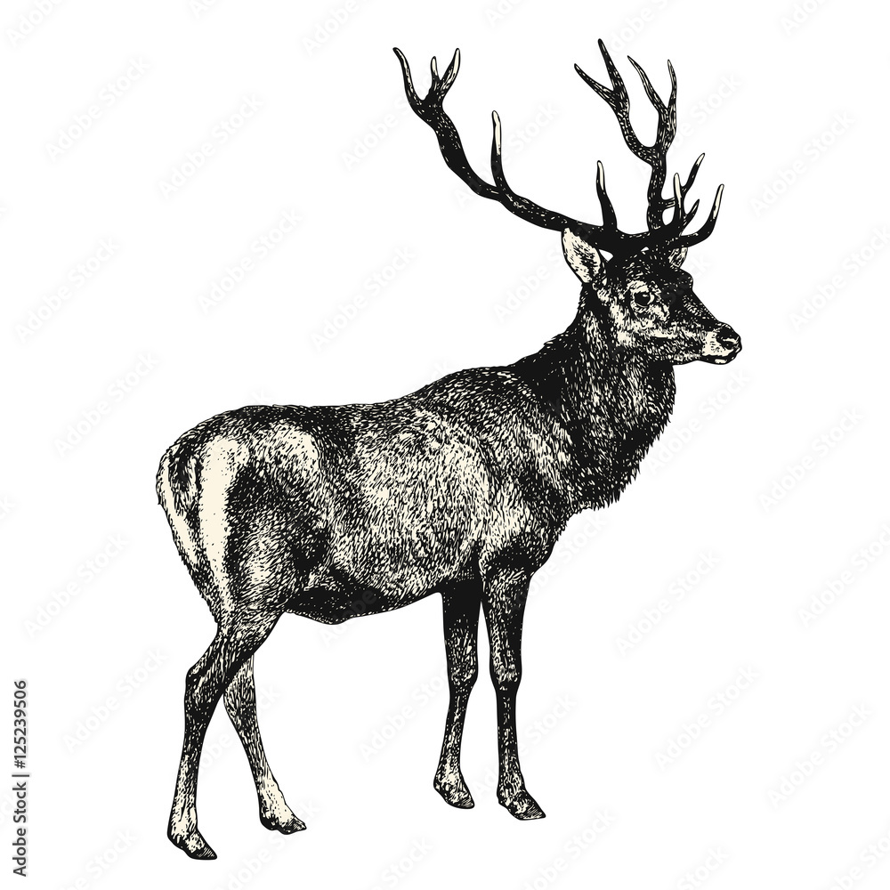 Obraz premium vintage grawerowanie / rysunek zwierząt: jeleń - element projektu wektorowego