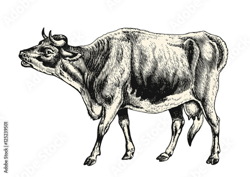 vintage animal engraving   drawing  cow - vector design element