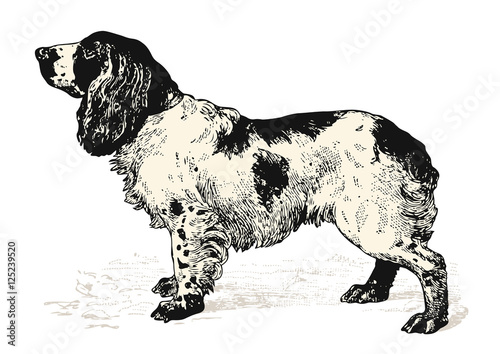 vintage animal engraving / drawing: dog (Cocker Spaniel) - vector design element