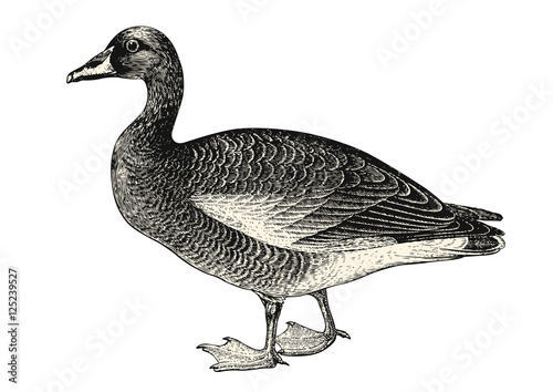 vintage animal engraving / drawing: goose - vector design element