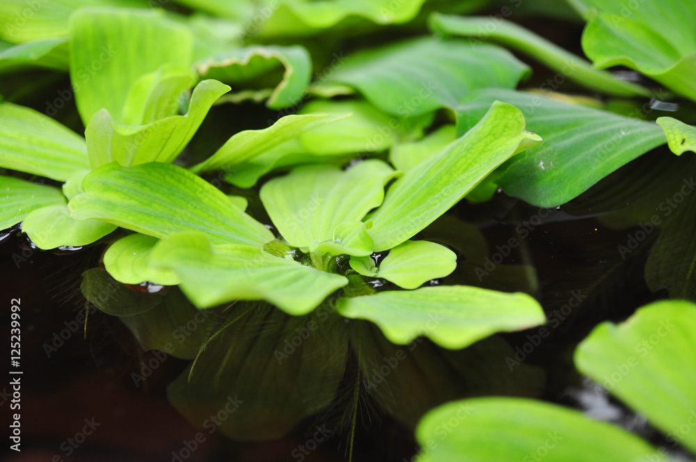 Green duckweeds on water in asia Green duckweeds on water in asia