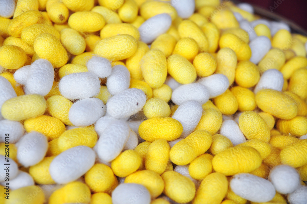Cocoons of silkworm for making silk in asia Cocoons of silkworm for making silk in asia