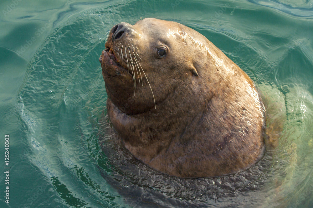 Fototapeta premium lion seal on Kamchatka beach