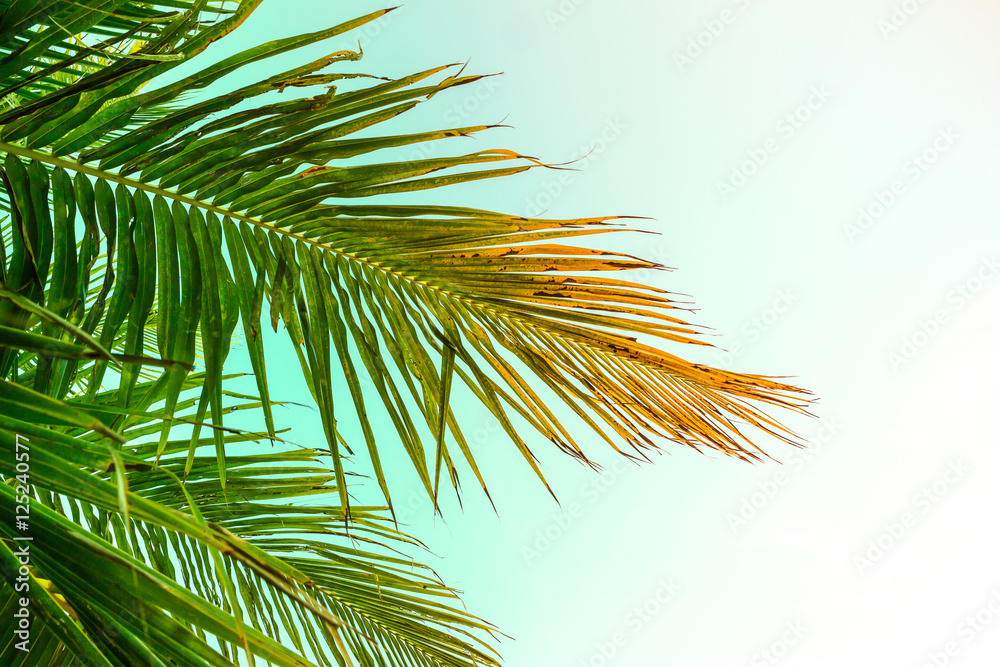 coconut palm tree vintage tone