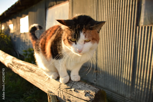 Fototapeta Naklejka Na Ścianę i Meble -  Cat Walk