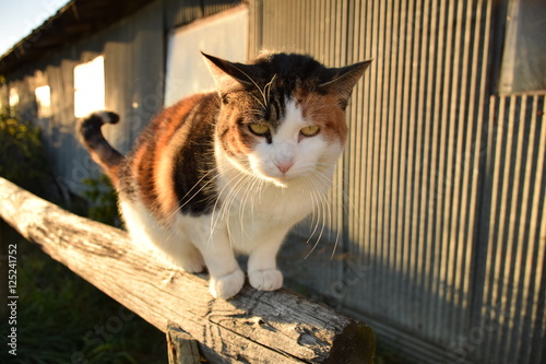 Fototapeta Naklejka Na Ścianę i Meble -  Cat Walk