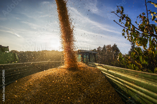 Mais Ernte im Herbst